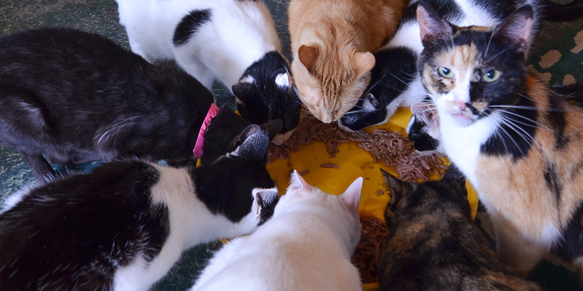 the house of mews cats in circle eating food